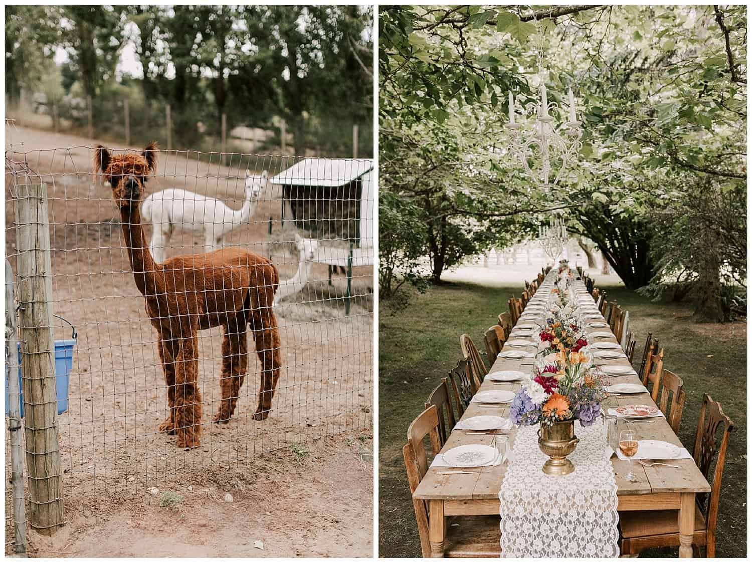 Alpaca and Farm Tables at the Wayfarer on Whidbey Island