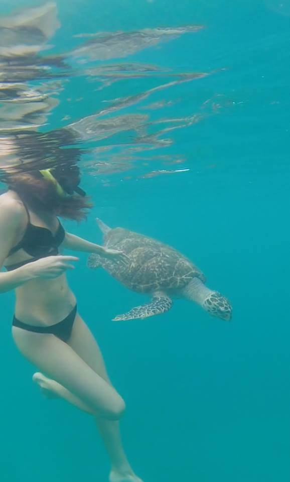 swimming with turtles in Barbados