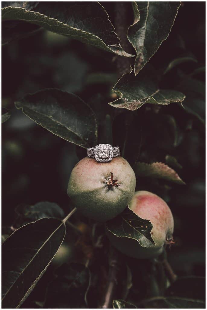 Beautiful ring photo on this Apple orchard